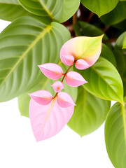 Pink princess philodendron plant isolated on white background