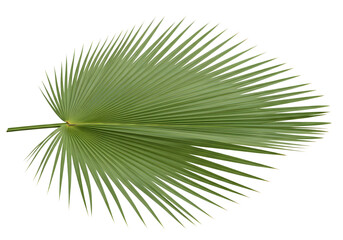 Obraz premium A single green palm frond isolated on a black background