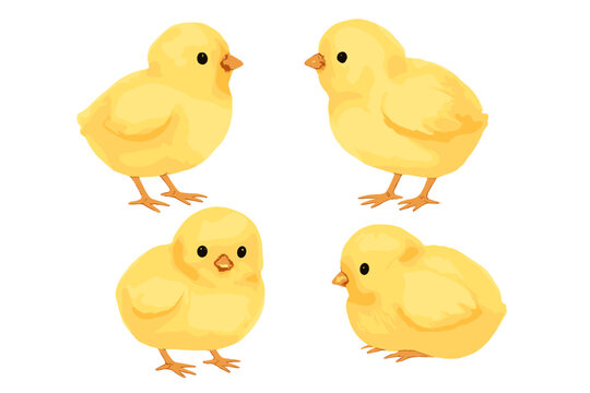 Four cute yellow baby chicks watercolor style isolated on white background