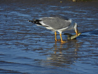 Ein nicht alltäglicher Happen für eine Grossmöwe