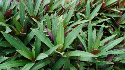 High angle photo capturing the dense foliage of Tradescantia spathacea, the Moses-in-the-Cradle plant, Sharp focus highlights the dewy dark green surface, creating a rich botanical background texture.