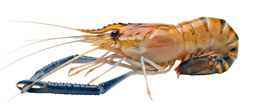 Fresh river prawn on white isolated background, natural blue claws, transparent
