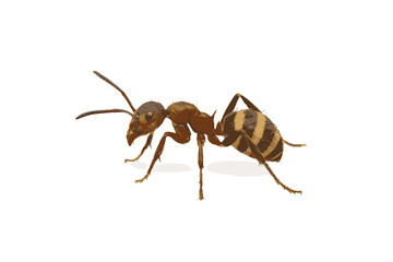 Striped carpenter ant with segmented body and prominent antennae