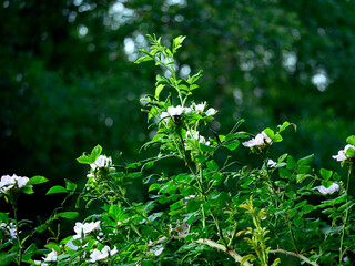 Kwitnące krzewy Róży  dzikiej (Rosa canina L.) na śródleśnych polanach w porannym słońcu. Kwitnące krzewy dzikiej róży w leśnej scenerii w skąpym porannym świetle wyglądaj bardzo okazałe i sa piękne © JDziedzic