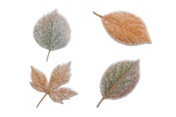 Frozen autumn leaves covered in delicate white frost, transparent background, representing cold, nature, and winter season