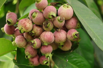 Purple fruit Syzygium pycnanthum