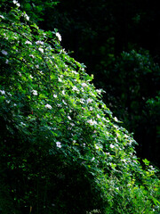 Kwitnące krzewy Róży  dzikiej (Rosa canina L.) na śródleśnych polanach w porannym słońcu. Kwitnące krzewy dzikiej róży w leśnej scenerii w skąpym porannym świetle wyglądaj bardzo okazałe i sa piękne © JDziedzic