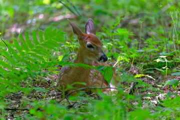 Fawn, the white-tailed deer (Odocoileus virginianus), also known as the whitetail or Virginia deer