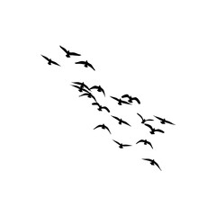 A flock of birds silhouetted against a white background flying in a diagonal formation across the frame