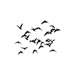 A flock of birds silhouetted against a white background flying in various directions in the sky above