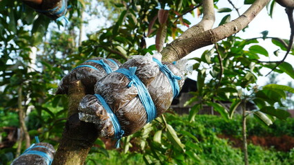 Plant Propagation on Tree Branches