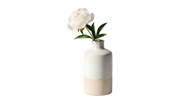 A single white peony in a two toned vase against a black background in a studio setting photo