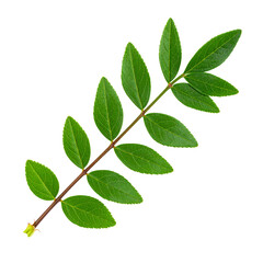 Fototapeta premium Green Leafy Branch: An exquisite, verdant branch of a plant, adorned with vibrant green leaves, stands out, perfectly captured against a pristine background.