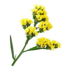 Yellow Statice in Bloom: Capturing the intricate details of a vibrant yellow statice bloom against a natural backdrop, embodying delicate beauty and the freshness of the outdoors.