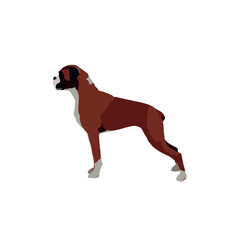 german boxer dog breed vector isolated on white background.eps