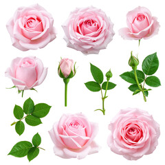 Pink Roses Collection: A captivating collection showcases the delicate beauty of pink roses, ranging from fully bloomed petals to graceful buds, accompanied by vibrant green foliage.