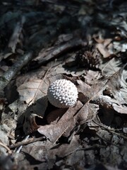 mushroom on a tree