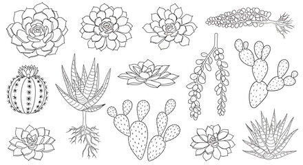 Fototapeta premium Hand-drawn collection of various succulent plants and cacti, perfect for botanical illustrations.