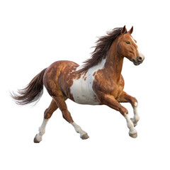 Obraz premium A beautiful pinto horse, with striking brown and white markings, gallops dynamically across a transparent background, showcasing power and grace. background removed