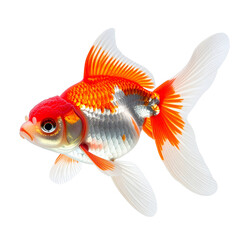 Vibrant Goldfish: A close-up view of a goldfish with stunning orange, red and white color palette, showcasing the graceful fins and scales. Capturing the beauty of the aquatic creature.