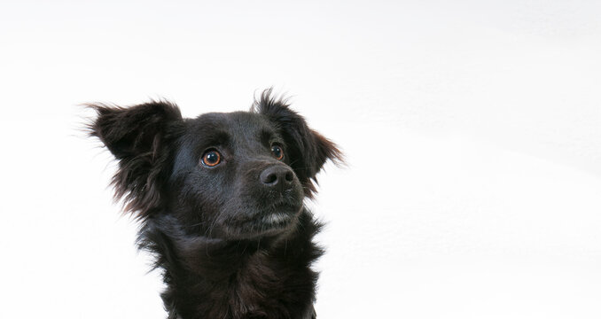 Aufmerksamer schwarzer junger Hund