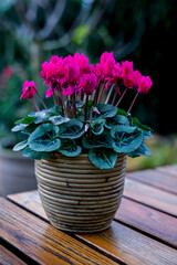 Pink cyclamen flowers blooming in rattan pot on wooden table