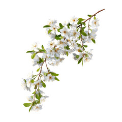 A beautiful branch of delicate white cherry blossoms with green leaves, isolated against a transparent transparent background, perfect for spring designs. background removed