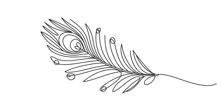 One continuous line drawing of an elegant peacock feather with intricate details, showcasing minimalist artistry and natural beauty on white.