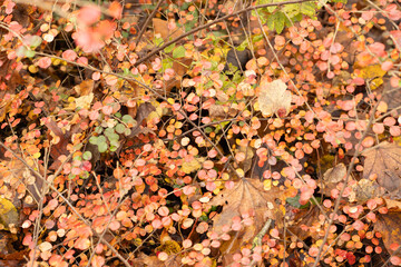 Autumn pink shrub leaves mixed with fallen forest leaves