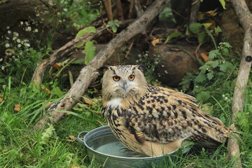 Owl Resting in Water Bowl on Green Grass Wildlife Nature Scene