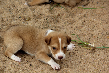 Adorable Brown Puppy Resting on Sandy Ground Outdoors