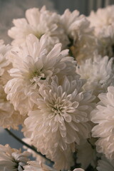 White chrysanthemum flowers by the window in soft natural light