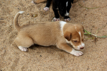 Adorable Brown Puppy Resting on Sandy Ground Outdoors