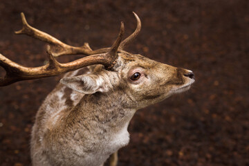 A portrait of a European fallow deer in the woods