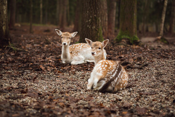 Two young European fallow deer are lying down in the forest