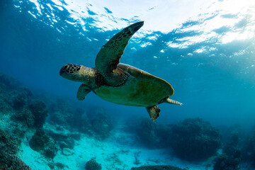 A beautiful green sea turtle gliding over coral reef in a shallow lagoon on sunrise. Photographed in the tropical clear waters of the Great Barrier Reef, Queensland Australia. © Nautilus Creative