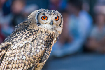 Bubo bengalensis (Indian Eagle owl) exhibition
