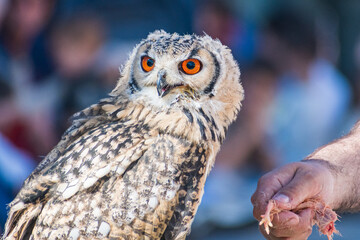 Bubo bengalensis (Indian Eagle owl) exhibition