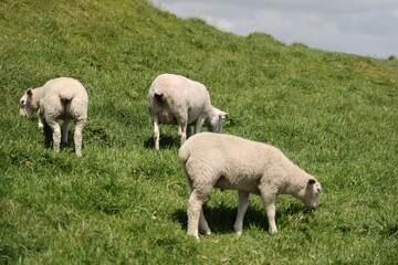Woolly Sheep Grazing Hillside Pasture Under Clouds