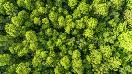 arboreal. Aerial view of a lush green forest canopy under natural sunlight, radiating tranquility and beauty. travel magazines, destination branding, designed for outdoor magazines and nature guides.