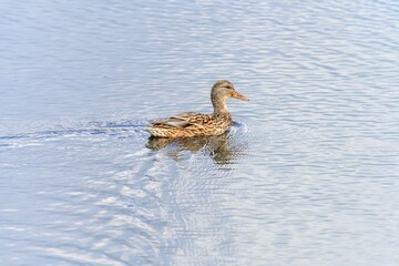 Female Mallard Duck Feeding in Calm Water