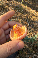 mushroom in the hand