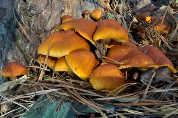 mushrooms in the forest