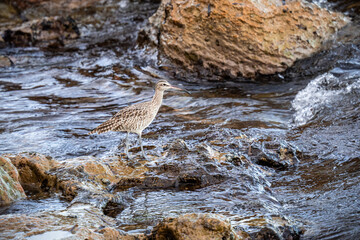 A whimbrel stands on the coast of Orihuela Costa in Alicante, surrounded by washed-up plants, while the shimmering sea waves glisten behind it. The close-up highlights its long curved bill and distinc