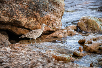 A whimbrel stands on the coast of Orihuela Costa in Alicante, surrounded by washed-up plants, while the shimmering sea waves glisten behind it. The close-up highlights its long curved bill and distinc