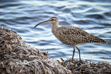 A whimbrel stands on the coast of Orihuela Costa in Alicante, surrounded by washed-up plants, while the shimmering sea waves glisten behind it. The close-up highlights its long curved bill and distinc