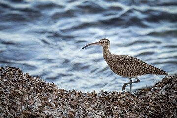 A whimbrel stands on the coast of Orihuela Costa in Alicante, surrounded by washed-up plants, while the shimmering sea waves glisten behind it. The close-up highlights its long curved bill and distinc