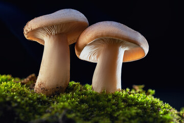 Macro of Fungi growing in the forest, Mycena, saprotrophic mushrooms