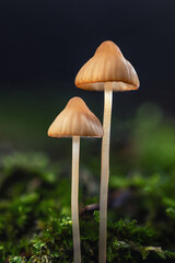 Macro of Fungi growing in the forest, Mycena, saprotrophic mushrooms