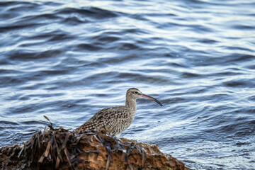 A whimbrel stands on the coast of Orihuela Costa in Alicante, surrounded by washed-up plants, while the shimmering sea waves glisten behind it. The close-up highlights its long curved bill and distinc